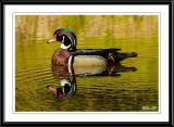 Wood Duck (Male)