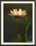 Osteospermum (Hybrid)