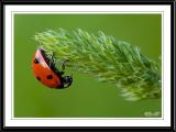 Seven-spotted Ladybug