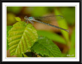 Blue-Fronted Dancer