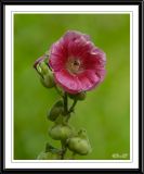 HOLLYHOCK