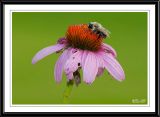 Bumble Bee & Probable Stink Bug