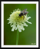 Bumble Bee