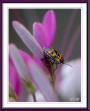 Probable Seed Bug Species