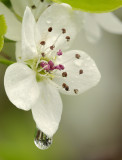 Fruit Blossom 1