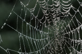 backyard spider web