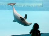 Dolphin & girl
