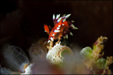 Flamboyant flabellina (?)