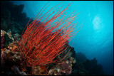 Panga batang whip coral