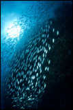 Pescador under the sardine run 5