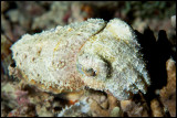 Nightly cuttlefish