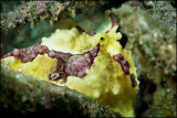 Clown frogfish on Wainilu