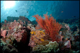 Tatawa Besar Reefscape 5