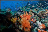 Tatawa Besar Reefscape 3