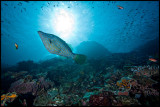 Filefish on Batu Bolong