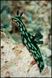 Nembrotha Kubaryana