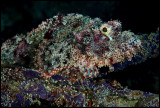 Tasseled Scorpionfish