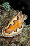 Chromodoris Coi