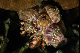 Anemone Decorator Hermit Crab