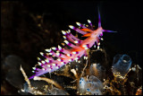 Flabellina Exoptata