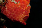 Yawning Frogfish