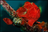 Red Frogfish