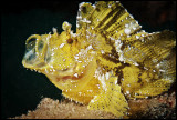 Yawning Leaffish