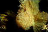 Yellow leaffish
