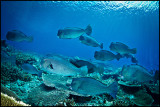 Bumphead parrotfish