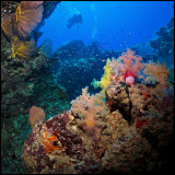 Coral scape Moso 2