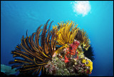Vanuatu - Santo & Moso