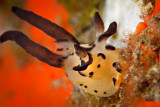 Thecacera Pacifica Nudi