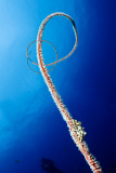 Xeno Crab on whip coral