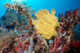 Sahaung Giant Frogfish