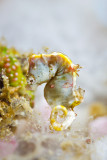 White Pontohi pygmy seahorse closeup