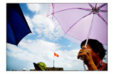 Purple Umbrella