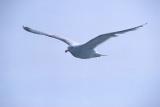 Gull, Isles of Scilly, 1975