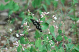 A black and white butterfly