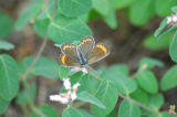 Buckwheat Blue - female (?)