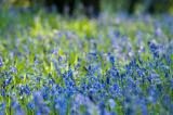 Bluebell abstract 2