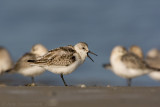 Sanderling - Drieteenstrandloper - Calidris alba