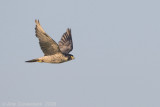 Peregrine Falcon - Slechtvalk - Falco peregrinus