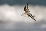 Sanderling - Drieteenstrandloper - Calidris alba