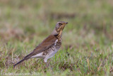 Fieldfare - Kramsvogel - Turdus pilaris