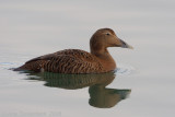 Common Eider - Eider - Somateria mollissima