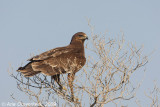 Greater Spotted Eagle - Bastaardarend - Aquila clanga