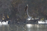 Osprey - Visarend - Pandion haliaetus