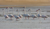 Greater Flamingo - Flamingo - Phoenicopterus roseus
