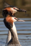 Great Crested Grebe - Fuut - Podiceps cristatus