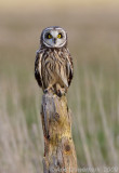 Short-eared Owl - Velduil - Asio flammeus